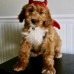 Birthday Cake - Red  female Goldendoodle puppy in Taylorsville, North Carolina from Heartfelt Doodles