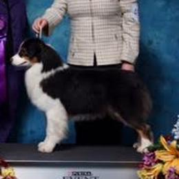Australian Shepherds from Affinity Aussies