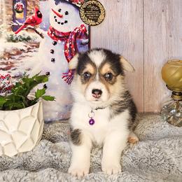 Reggie - Black and tan male Pembroke Welsh Corgi puppy in Fortine, Montana from North Star Pembroke Welsh Corgi's