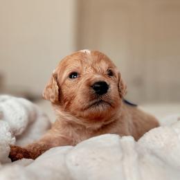 Telluride, Boy - Apricot male Goldendoodle puppy in Maricopa, Arizona from Desert Ridge Doodles