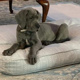 Great Dane Puppies from Lazy A Danes