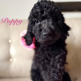 Poppy - Black female Poodle puppy in Fishers, Indiana from Grace Haven Poodles