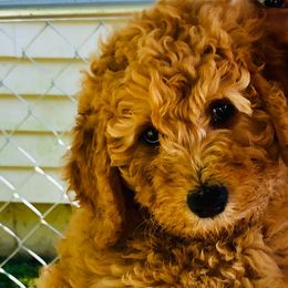 Goldendoodle Puppies from MaDoodles