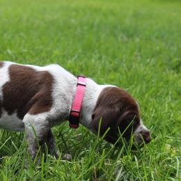 German Shorthaired Pointer Puppies from Brooke's GSPs