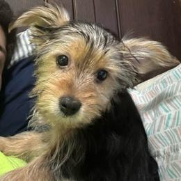 Rj - Black and tan male Yorkshire Terrier puppy in Rochester, New York from Tnt Yorkies and Cosmic corgis