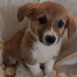 Rusty - Red male Pembroke Welsh Corgi puppy in Madera, California from RRR Corgis