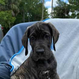 Sirius - Brindle male Great Dane puppy in Naples, Florida from Above The Salt Danes