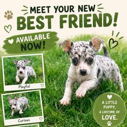 Louis AKC - Blue merle male Chihuahua puppy in Seneca, Missouri from Stephanie’s Puppy Colony