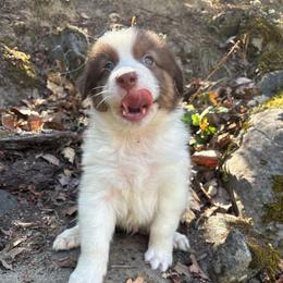 Hunter - Red tri-color male Australian Shepherd puppy in Grants Pass, Oregon from Carmel Mountain Aussies