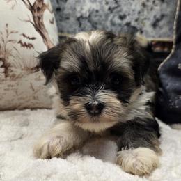 Girl 2 - Red sable female Havanese puppy in Deer Park, Washington from Mt. Top Havanese