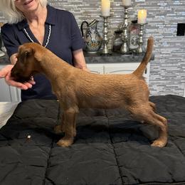 Irish Terrier Puppies from Bua Hills Irish Terriers