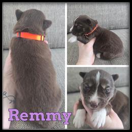 Remmy - Red and white female Siberian Husky puppy in Wheeler, Michigan from Haase Family Kennels