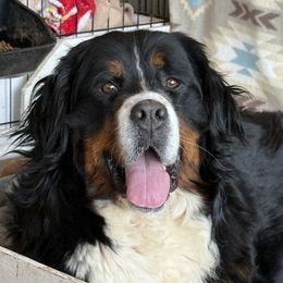 Esti - Bernese Mountain Dog