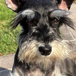 Miniature Schnauzers from Happy Hollow Schnauzers
