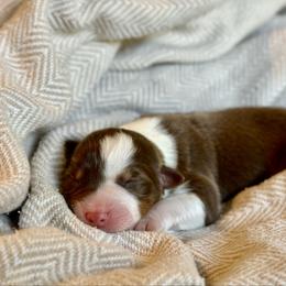 Milan - Red tri-color female Australian Shepherd puppy in Liberty Hill, Texas from Emerald Isle Australian Shepherds