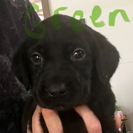 Green - Black female Labrador Retriever puppy in New Hampshire from Burt Hill labs