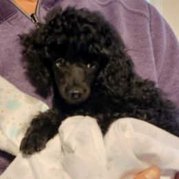 Poodles from Flambeau Poodles