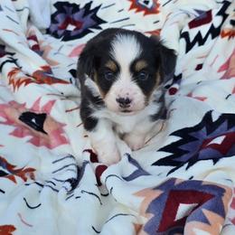 BLACK-fluffy tail docked - Black and tan male American Corgi puppy in Walker, Iowa from Double K Corgis