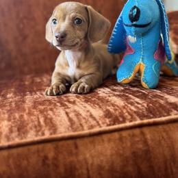 Dachshund Puppies from Silver Dach Farms