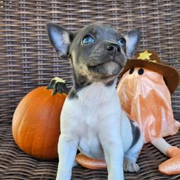 Houston - Blue white and tan female Rat Terrier puppy in Lynn, Alabama from Cryptic Rat Terriers