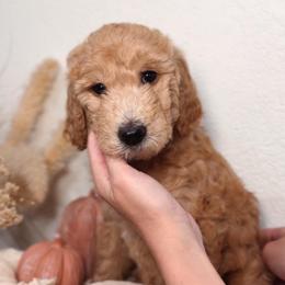 Honey - Cream female Goldendoodle puppy in Auburn, California from Golden Acre Doodles