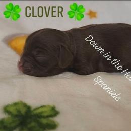 Clover - Brown male Cocker Spaniel puppy in Morristown, Tennessee from Down in the Holler