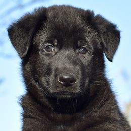 Solid Black Male 2 - German Shepherd puppy in Oxford, Arkansas from Atlas Shepherds