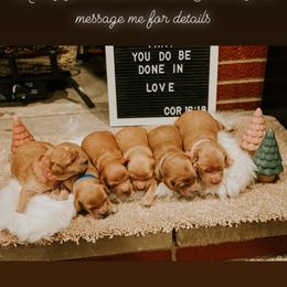 Goldendoodle Puppies from Sweetwater golden doos