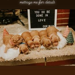 Goldendoodle Puppies from Sweetwater golden doos