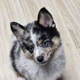 Pomsky Puppies from Wolfpack Pomskies