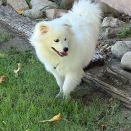 Meko - White male American Eskimo Dog puppy in Redlands, California from Arctic Storm Kennels