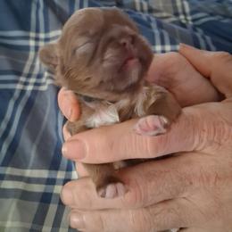 Girl 3 - Red female Shih Tzu puppy in Lake Worth, Florida from Shih Tzu Cottage