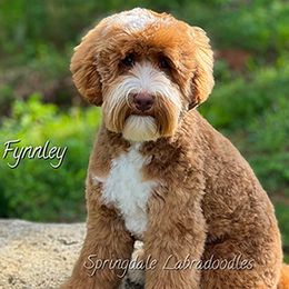 Fynn - Australian Labradoodle