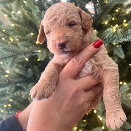 Lucky - Apricot - Apricot male Goldendoodle puppy in Lancaster, California from Kid's Best Doodle