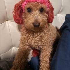 Fresa - Goldendoodle