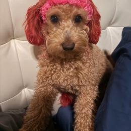Fresa - Goldendoodle