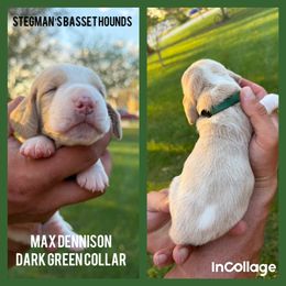 Max Dennison Hocus Pocus - Black brown and white male Basset Hound puppy in Park City, Kansas from Stegmans Basset Hounds