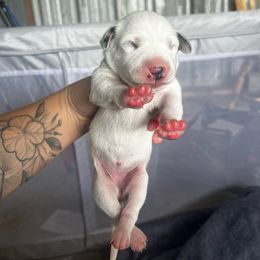 Light Purple Girl - White and liver brown female Dalmatian puppy in Lakeland, Florida from Ink Spot Canines