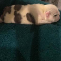 Boy 1 - Red brindle and white male Bulldog puppy in Laurel, Montana from Bull Mountain Bulldogs