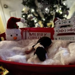 Ralph - Parti male Poodle puppy in Mtn Rest, South Carolina from Stocktons Doxies & Poodles