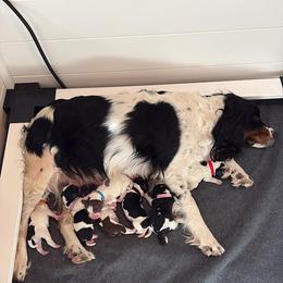 Andrew - Liver white and tan male English Springer Spaniel puppy in Borrego Springs, California from Desert Willow Kennel