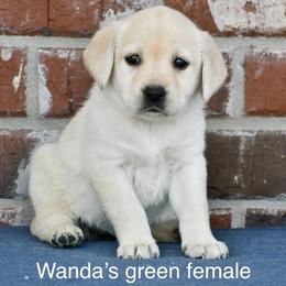 Green female - Yellow female Labrador Retriever puppy in Mississippi from Sure Shot English Labs