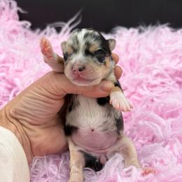 Carrie - Merle female Chihuahua puppy in Franklin, North Carolina from A&J Cutie Pawtooties