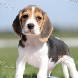 AKC 'Duncan' - Black tan and white male Beagle puppy in Lamar, Missouri from Marti Acres ~ Boston Terrier & Beagles