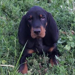 Black and Tan Coonhound Puppies from HawkWillow Hounds