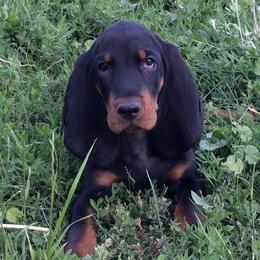 Black and Tan Coonhound Puppies from HawkWillow Hounds