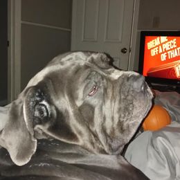 Neapolitan Mastiffs from Morrison Milestone