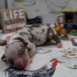 Welsummer - Red merle male Miniature Australian Shepherd puppy in Cave Creek, Arizona from Arizona Aussies