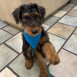 Airedale Terrier Puppies from Cool Hand Luke Kennels
