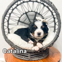 Catalina - Tri-color female Bernedoodle puppy in West Haven, Utah from Split Mountain Doodles